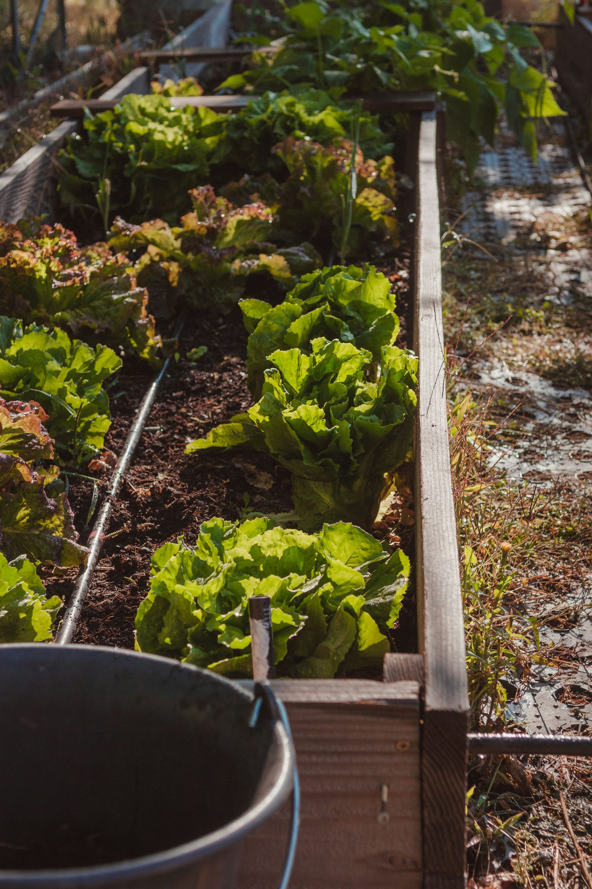 Rows of leafy vegetables growing in a densely planted kitchen garden.
