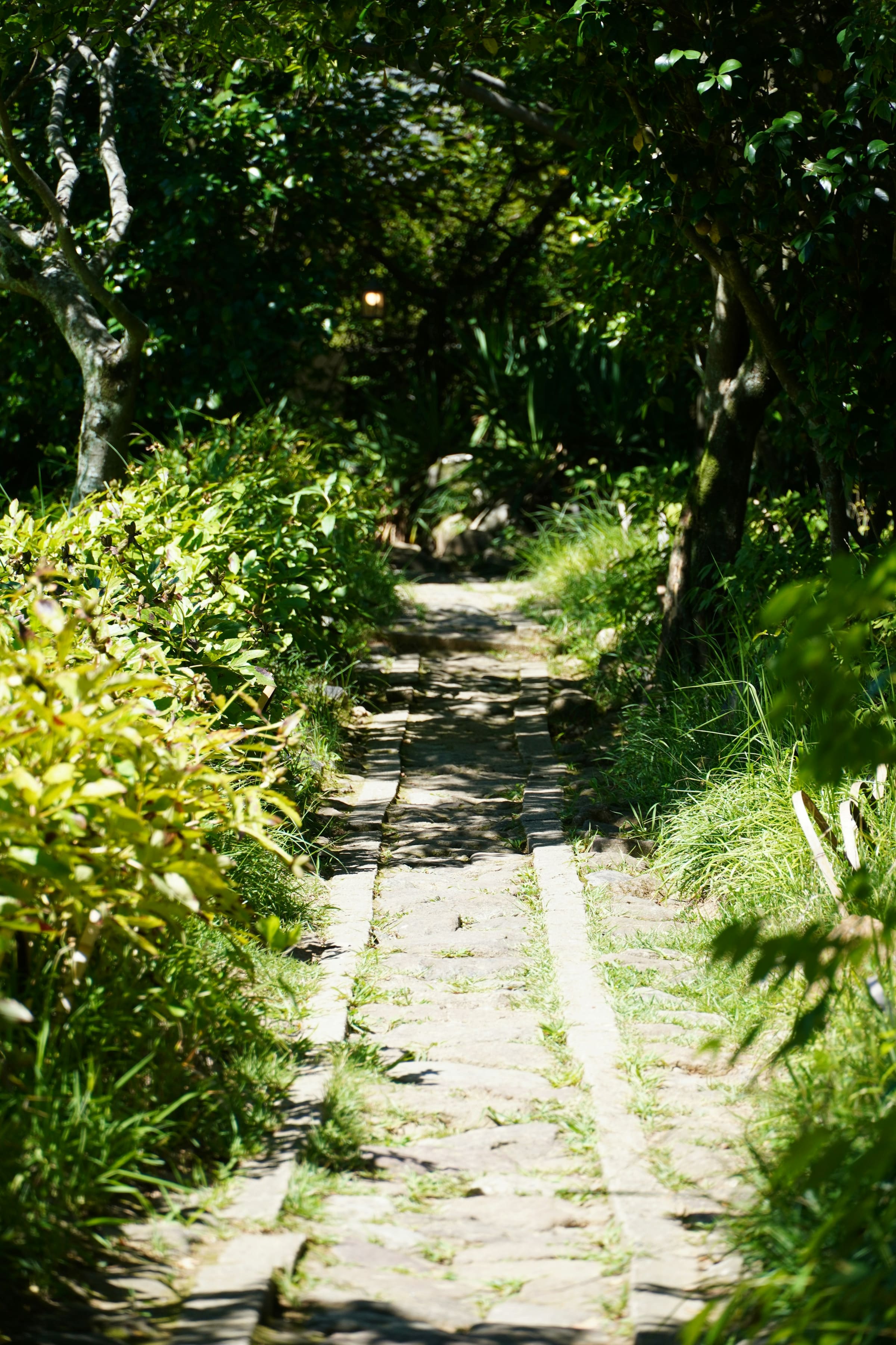 A stone footpath curving away through dense green woodland.